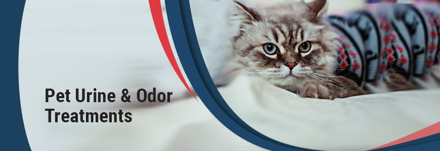 Pet Urine & Odor Treatments in Southern California